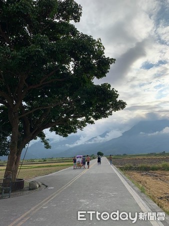 ▲▼台東金城武樹。（圖／記者董美琪攝）