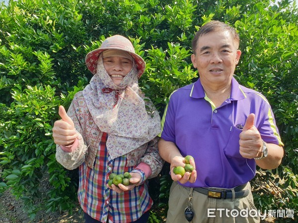 ▲屏東農田水利會竹田工作站長李永昌，利用假日種台灣香檬，             。（圖／記者陳崑福翻攝）