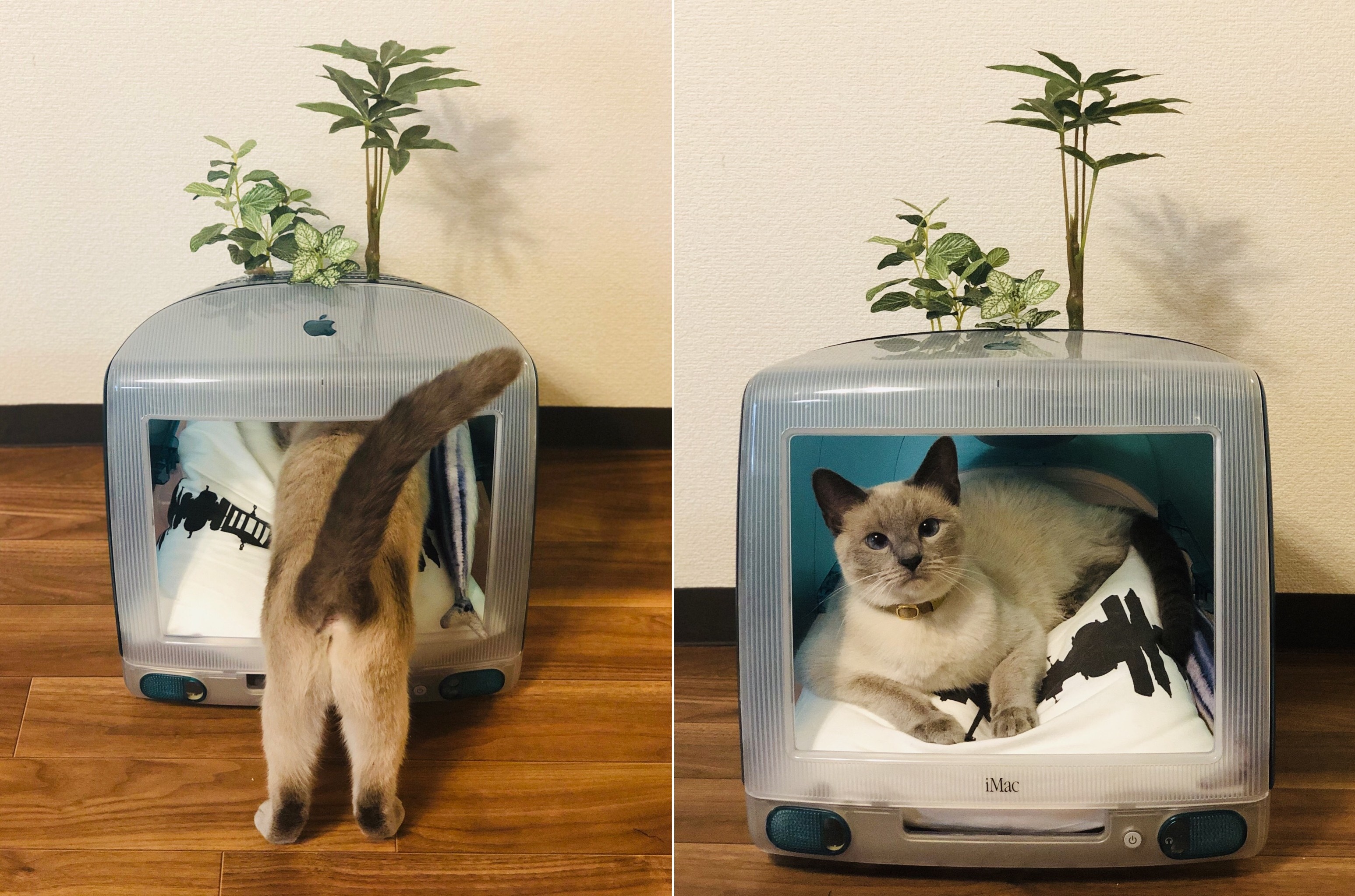 ▲▼日本網友將iMac G3掏空，打造成貓咪新臥室。（圖／翻攝自Twitter／Modest_Phouka）