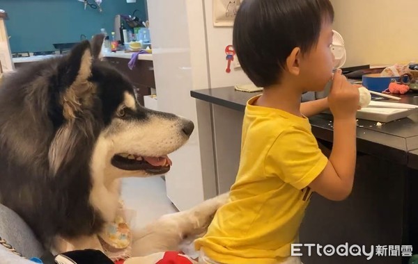 ▲雪橇犬吃下蛋蛋肖想弟弟的　牠悄「伸掌拍背」乞食...下秒遭回擊。（圖／粉專「沒有門＆鐵支的成長日記.Our Malamute and boy.」提供）