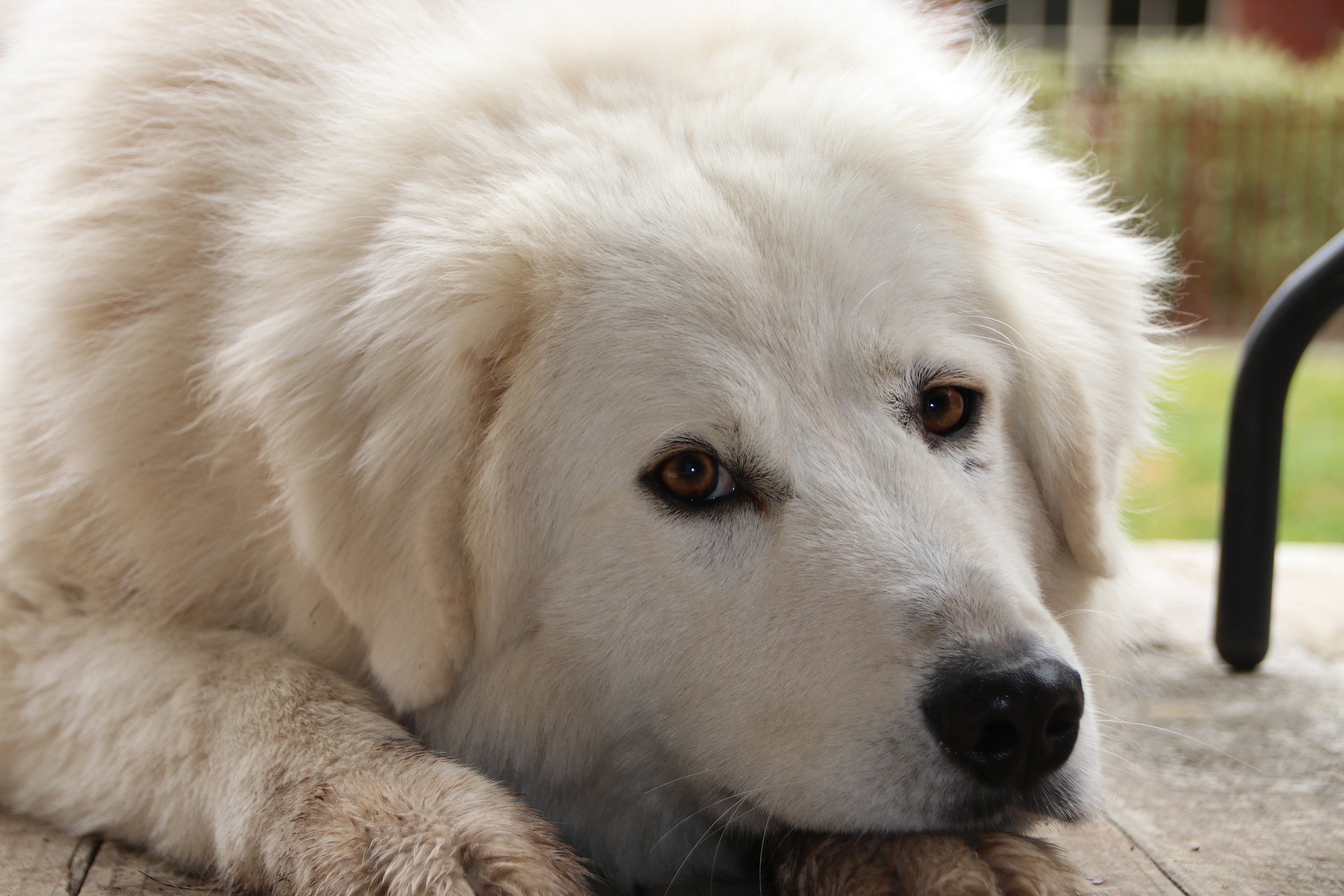 ▲格魯吉亞牧羊犬已成稀有品種。（示意圖／取自免費圖庫Pixabay）