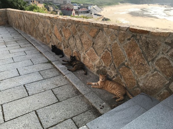 ▲馬祖流浪動物。（圖／台灣之心提供）