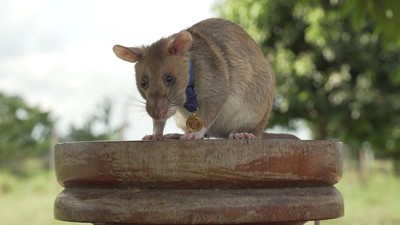 「能聞出結核病」還會掃雷！　非洲大老鼠獲頒最佳勇氣獎