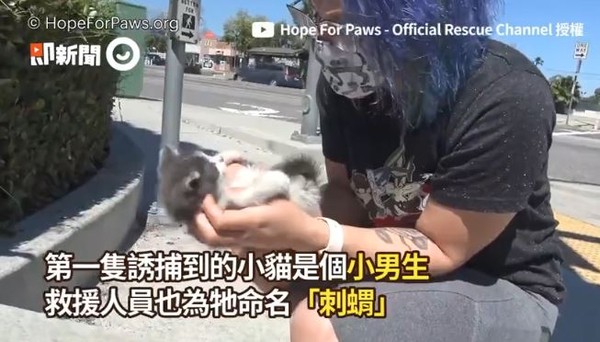 ▲▼流浪小貓。（圖／即新聞／Hope For Paws - Official Rescue Channel提供）