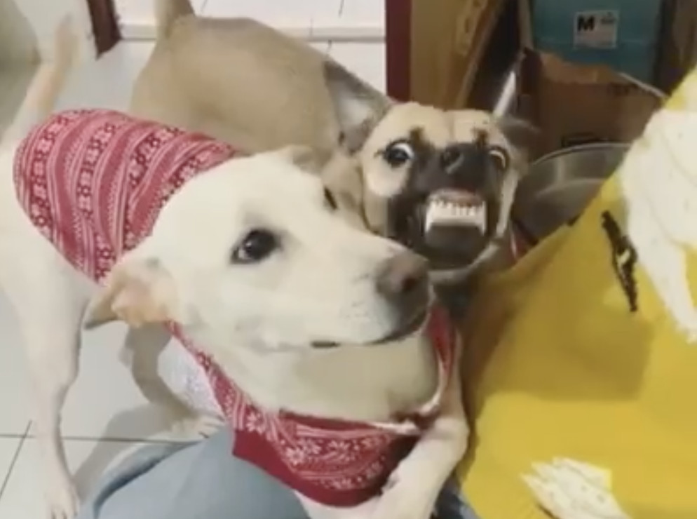 爭寵汪瞪眼暴牙 秒變釘書機 偷啃妹耳朵媽笑翻 很小氣欸 Ettoday寵物雲 Ettoday新聞雲