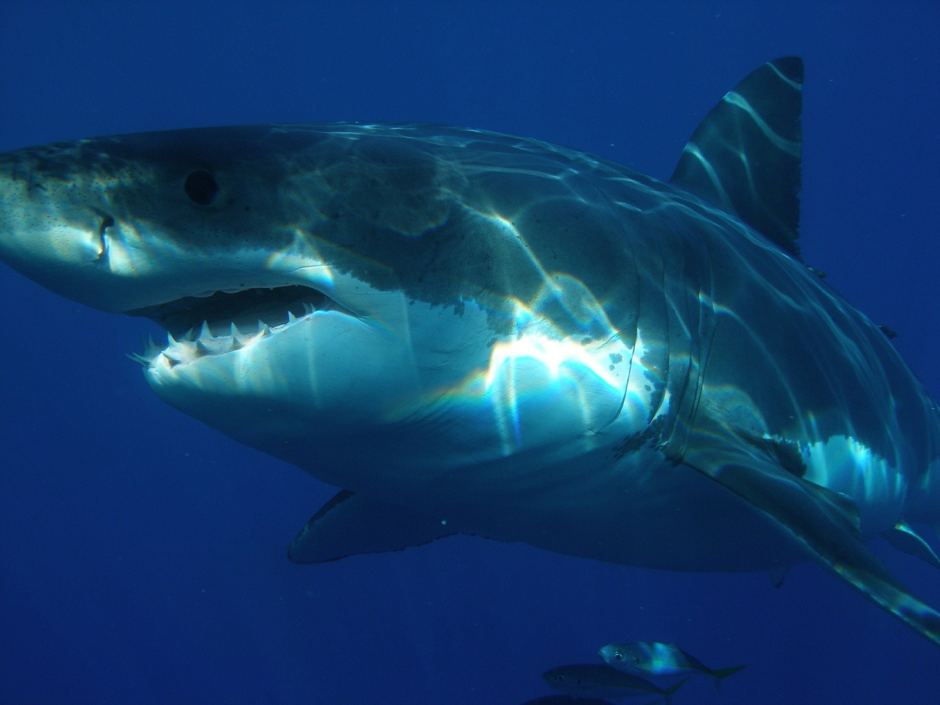 ▲大白鯊。（圖／取自免費圖庫Pixabay）