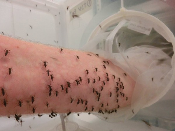 科學家為了研究不惜「獻身」　每天讓上萬蚊子狂叮他5000下！（圖／翻攝自twitter／Perran Ross）