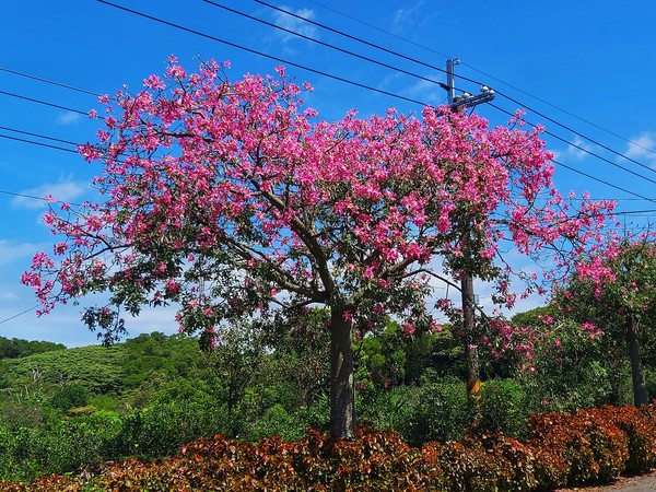 ▲▼淡水美人樹。（圖／新北市政府綠美化環境景觀處提供）