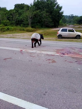 2隻馬來貘遭路殺。（圖／翻攝自Info Roadblock JPJ/POLIS）