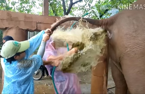 獸醫被大象噴糞便。（圖／翻攝自臉書Samui Elephant Sanctuary）
