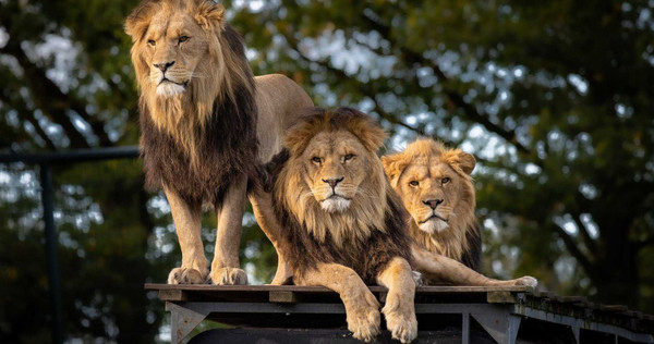 南非國家公園傳出，有7隻獅子一日內跑出園區兩次，甚至咬死農場所飼養的綿羊。（示意圖／pixabay）
