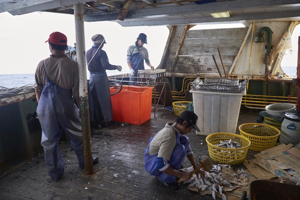 ▲▼綠色和平指出，美國勞動部首次將台灣遠洋漁船所捕撈的漁獲列入名單中，日後台灣遠洋漁船的漁獲產品出口美國將面對嚴格限制。（圖／綠色和平提供）