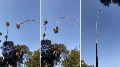 趴樹稍盪鞦韆？美國工人為修棕櫚樹在天上擺盪 7百萬名網友看了怵目驚心
