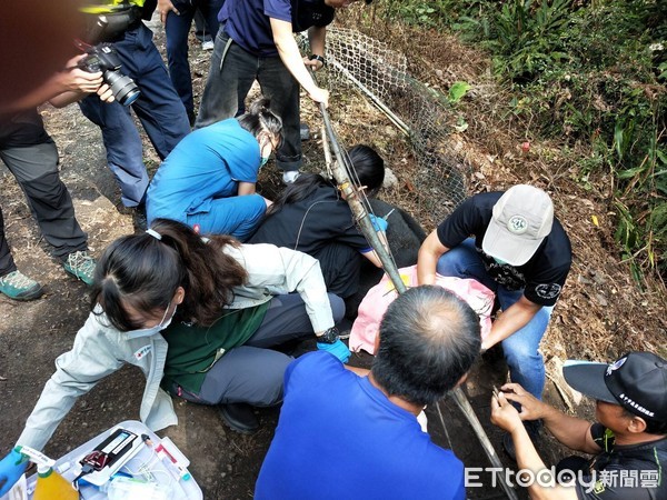 ▲▼台灣黑熊受困台中和平山區。（圖／警方提供）
