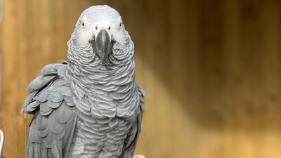 5隻鸚鵡「互教室友罵髒話」！和遊客卯起來互譙　動物園緊急關禁閉