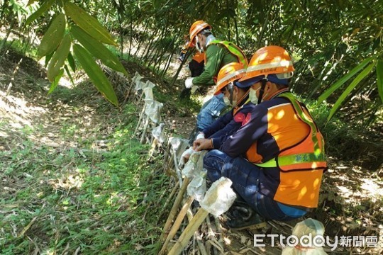 ▲三峽新增5例本土登革熱 與五寮筍園風險區域有關。（圖／衛生局提供）