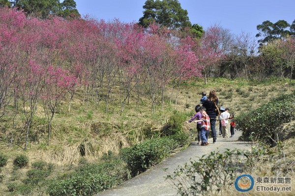 粉红海 杨梅秀才步道粉红樱花开满山 优游旅游网 优游旅游资讯 旅游