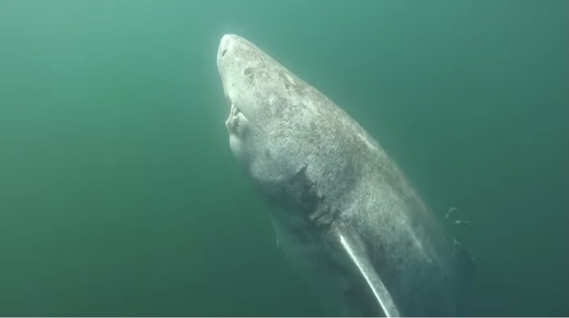 ▲世界最長壽「格陵蘭鯊」。（圖／翻攝自instagram／juniel85）
