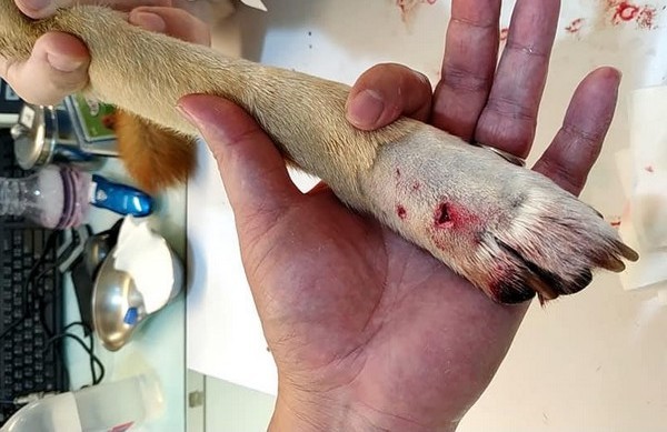 ▲遭兩隻大黑狗攻擊受傷的柴犬。（圖／翻攝自爆料公社）