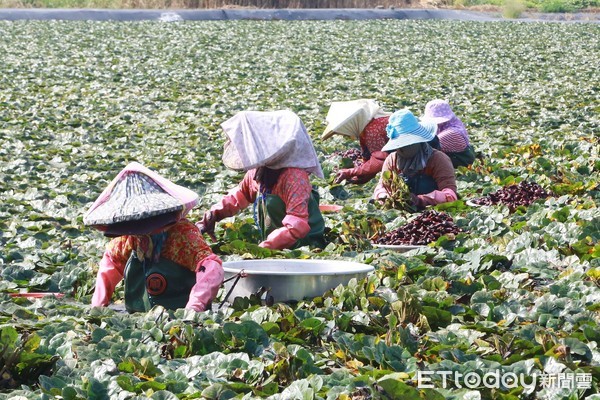 ▲台南市長黃偉哲大力向全國民眾推薦中秋及國慶連假，到台南官田品嘗新鮮的菱角及購買菱炭生活好物。（圖／記者林悅翻攝，下同）