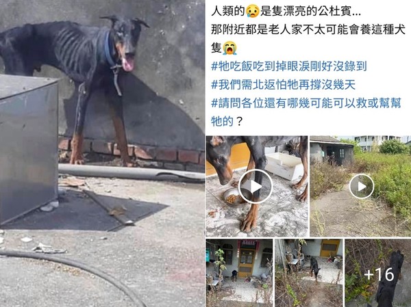 ▲▼杜賓犬瘦到皮包骨流浪20公里，獲救塞進徐文良懷裡訴苦。（圖／徐文良（徐園長護生園）提供）