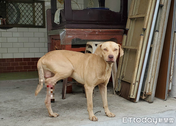 浪犬中山豬吊。（圖／台灣動物緊急救援小組提供）