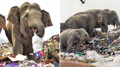 大象絕望嚼食垃圾！攝影師跟蹤骨瘦如柴的象家族　驚覺牠們在自殺