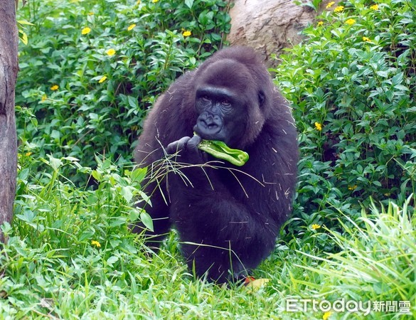 金剛猩猩吃柚子。（圖／台北市立動物園提供）