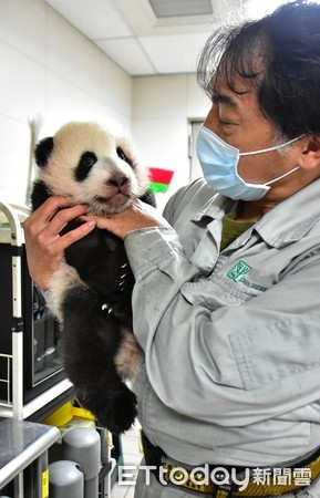 貓熊圓寶99日齡。（圖／台北市立動物園提供）