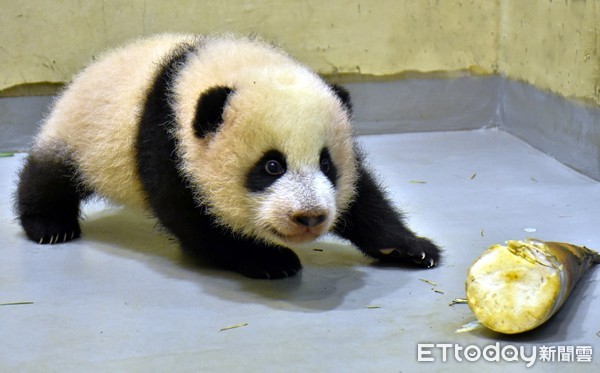 貓熊圓寶99日齡。（圖／台北市立動物園提供）