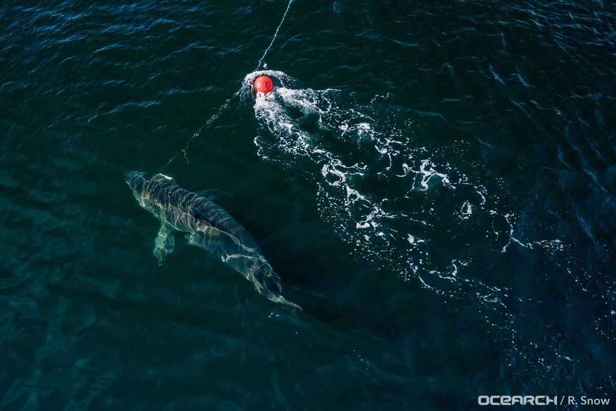 ▲加拿大最新捕獲一條名叫努姑米的雌性大白鯊。（圖／翻攝至OCEARCH Twitter）
