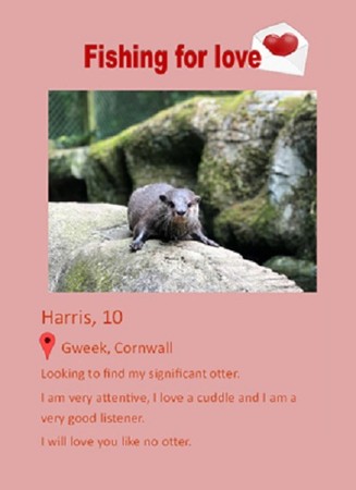 水獺網路交友。（圖／翻攝自Cornish Seal Sanctuary）