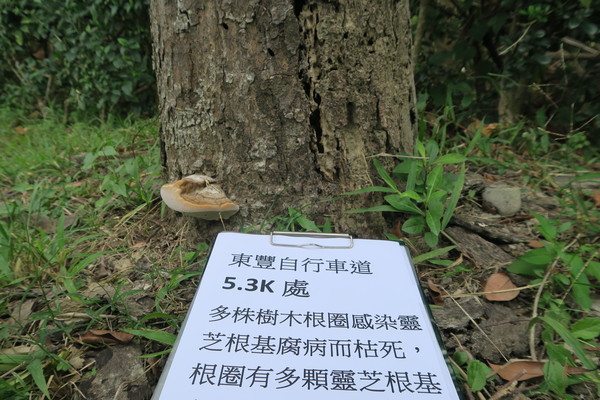 ▲哭哭！台中東豐自行車道134棵樹木病了，樹醫表示，需砍樹重新種植。（圖／市議員陳清龍提供）
