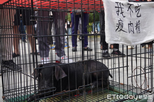 ▲挺韓直播主搬小黑豬到場議會場外（圖／記者吳世龍攝）