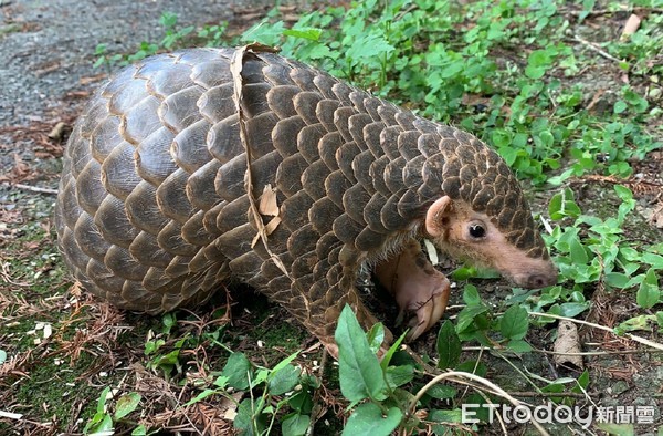 ▲▼大熊貓、穿山甲。（圖／台北市立動物園提供）