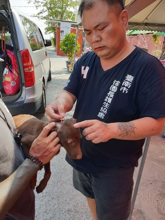 ▲狗媽護子狠咬！　徐文良「小腿瞬間爆血」忍痛仍要救橡皮筋幼犬。（圖／翻攝自徐文良（徐園長護生園））