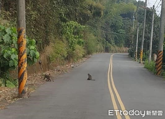 ▲猴子和羊路上跑！　她po照「我住的地方要讓路」網友羨慕爆。（圖／網友楊馥嫙提供）