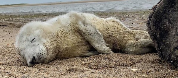 ▲▼ 就像海豹肖娜剛結識漁夫路易斯。（圖／翻攝自Facebook／Seal Rescue Ireland）