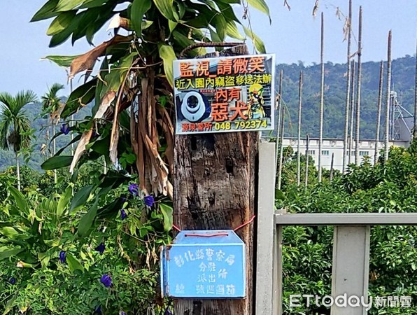 ▲雲林70歲老翁穿雨鞋拄拐杖摸黑偷竊酪梨。（圖／記者唐詠絮翻攝）