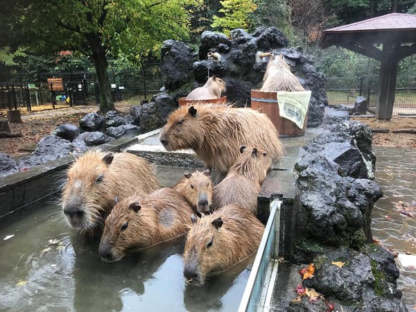 水豚泡溫泉。（圖／翻攝自粉專埼玉県こども動物自然公園）