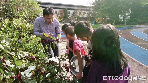 ▲新北三和國小自製「紅寶石蜜餞」 食農教育從小扎根吃出好滋味。（圖／新北市三和國小提供）