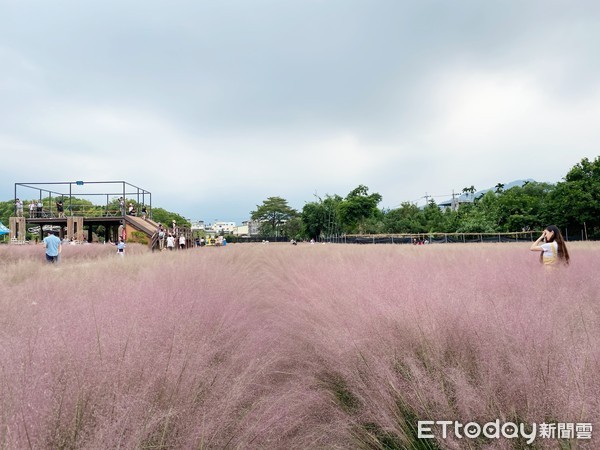 ▲南投粉芒園,粉黛亂子草。（圖／記者陳涵茵攝）