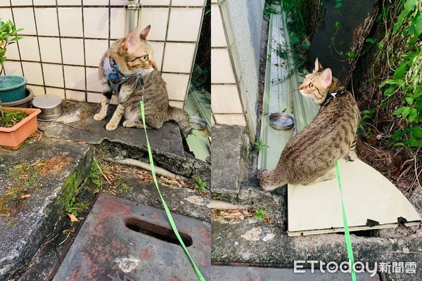 ▲誤會玩法！貓打瞌睡抓「電動魚搥背」　媽笑：原來要這樣用。（圖／飼主林小姐提供）