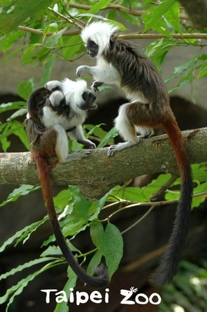 棉頭絹猴生下第二對雙胞胎。（圖／台北市立動物園提供）