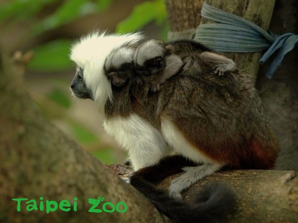 棉頭絹猴生下第二對雙胞胎。（圖／台北市立動物園提供）