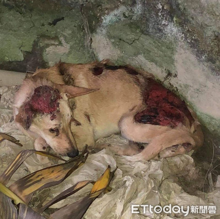  ▲▼高雄受虐犬疑遭綑綁拖行！　四肢見骨、背部半邊皮裂開昏迷送醫。（圖／翻攝自徐文良（徐園長護生園）粉專）