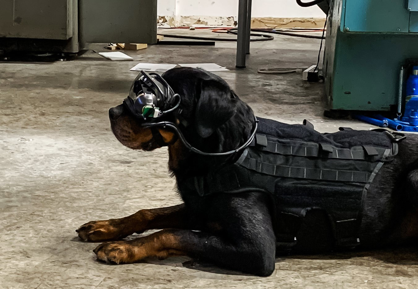 ▲美國陸軍和科技公司合作，開發給軍犬專用AR護目鏡。（圖／翻攝自推特／@ArmyResearchLab）