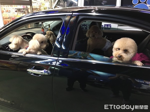 ▲車內共有7隻貴賓狗。（圖／東森寵物雲新莊店提供）