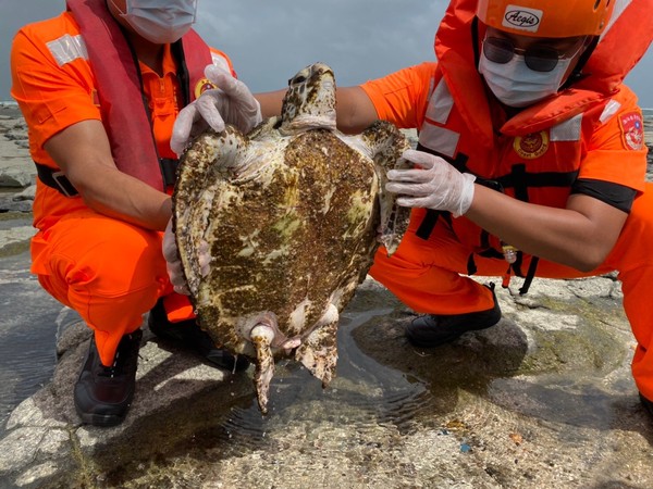 ▲2海龜擱淺！1死亡1龜殼長滿海草　海洋保育連假不停歇。（圖／海巡署金馬澎分署第七岸巡隊）