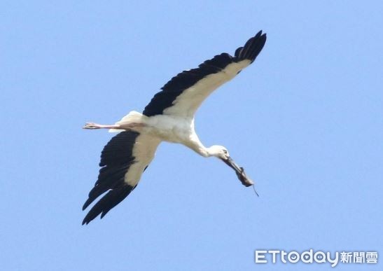 ▲拍攝美麗送子鳥！驚「大嘴遭垃圾纏住」　鳥友群組瘋傳：快救牠。（圖／拍鳥俱樂部林忠明提供，請勿隨意翻拍，以免侵權。）